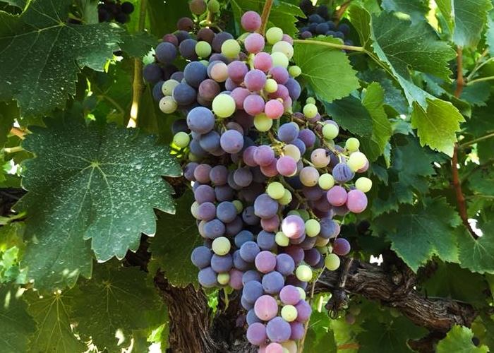 Le Domaine du Colibri propose la vente de vin Mont Ventoux près de Carpentras